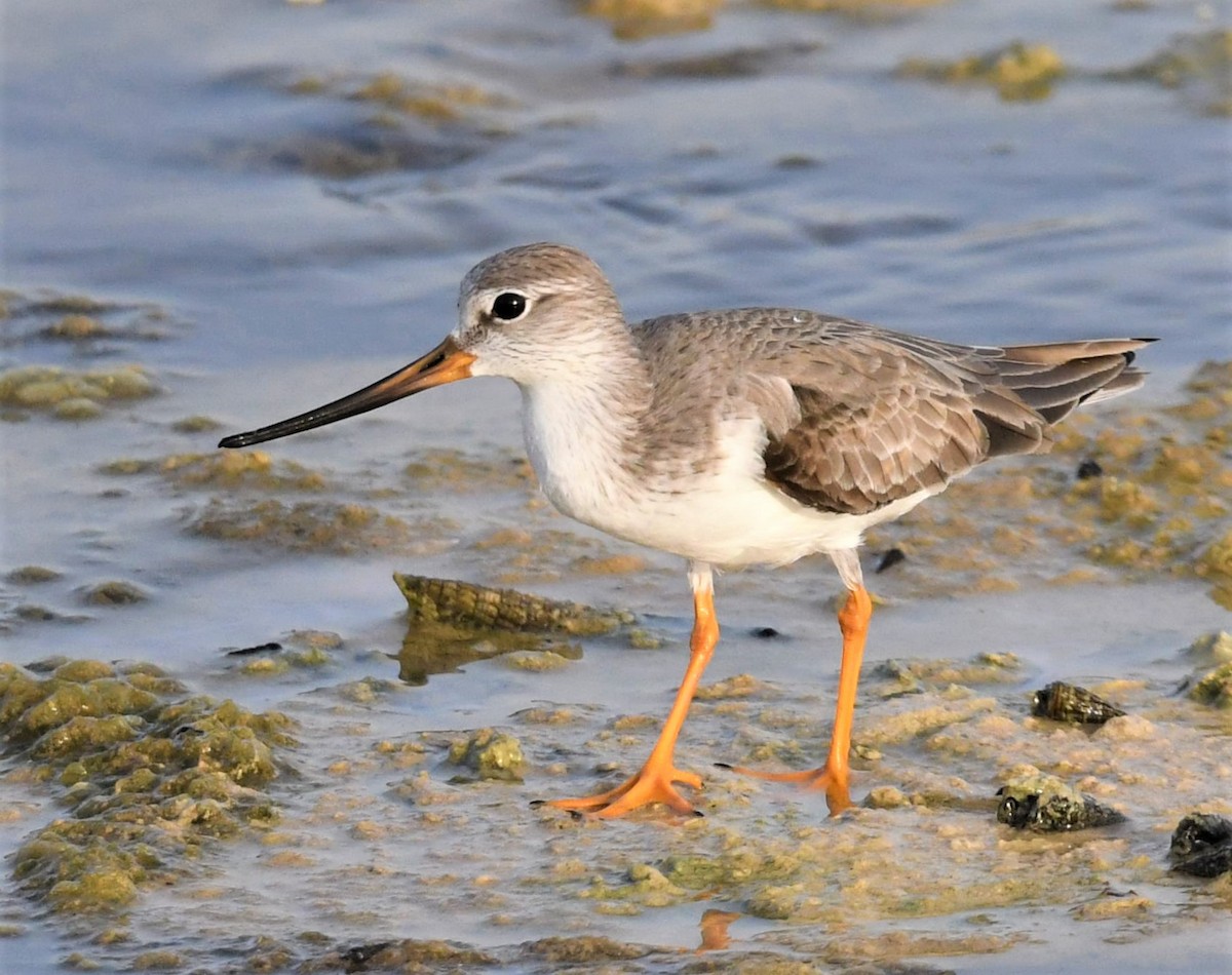 Terek Sandpiper - Jörg Knocha