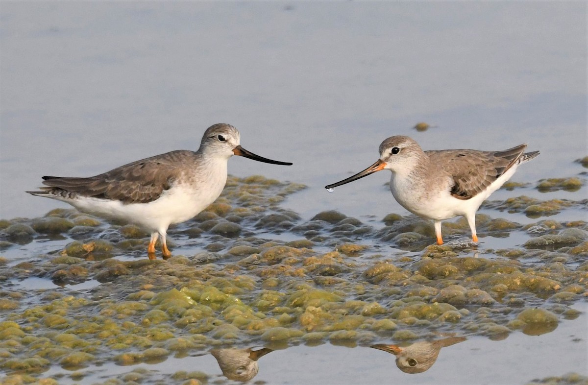 Terek Sandpiper - Jörg Knocha