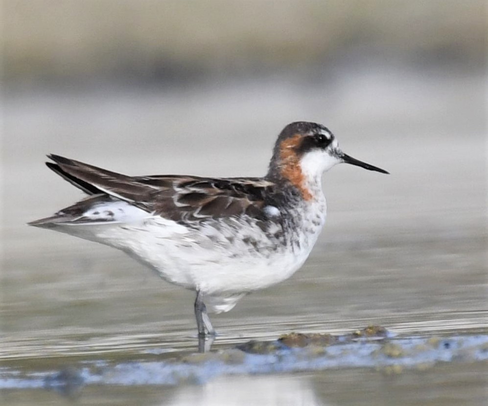 Red-necked Phalarope - Jörg Knocha