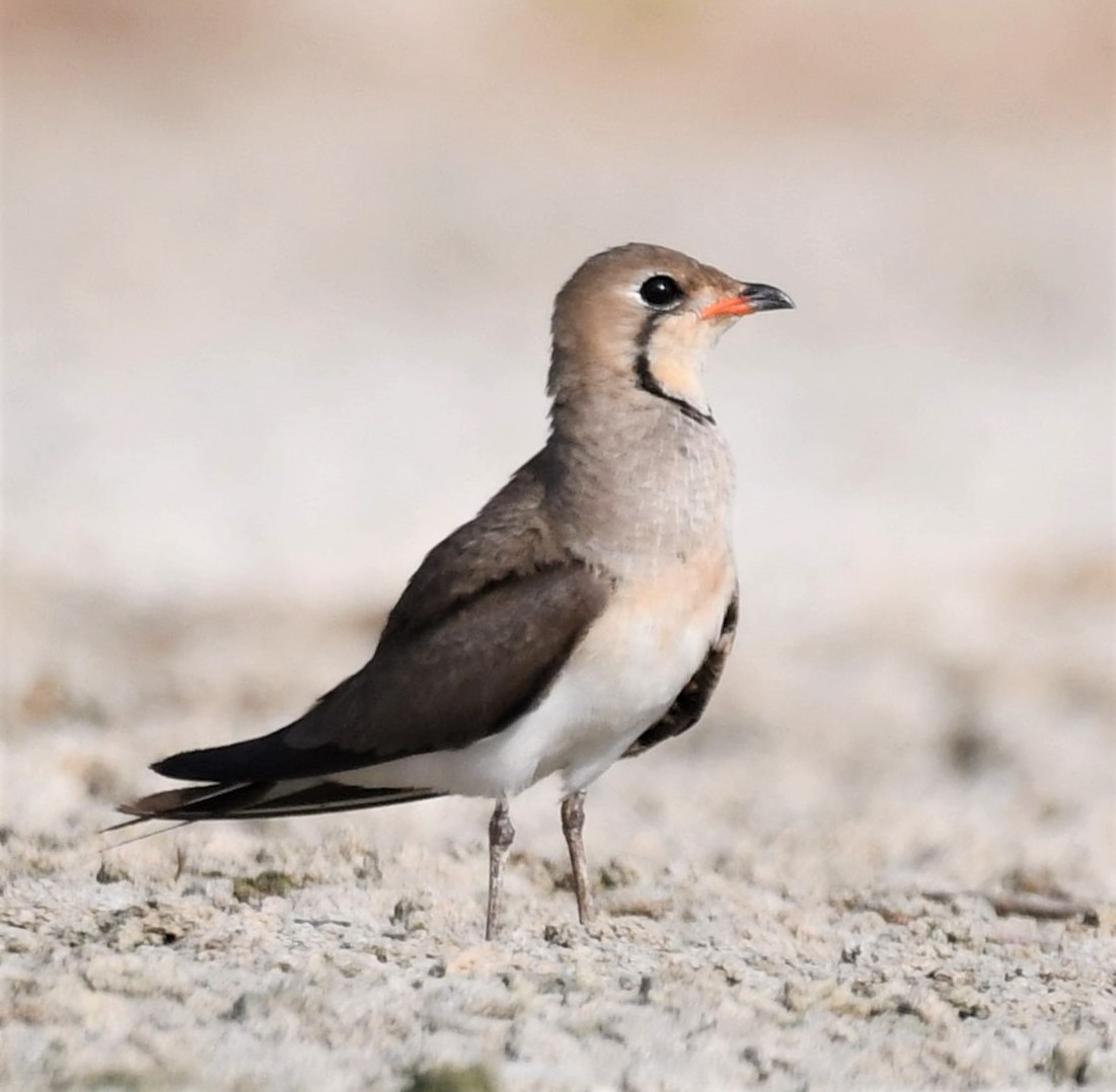 Collared Pratincole - Jörg Knocha