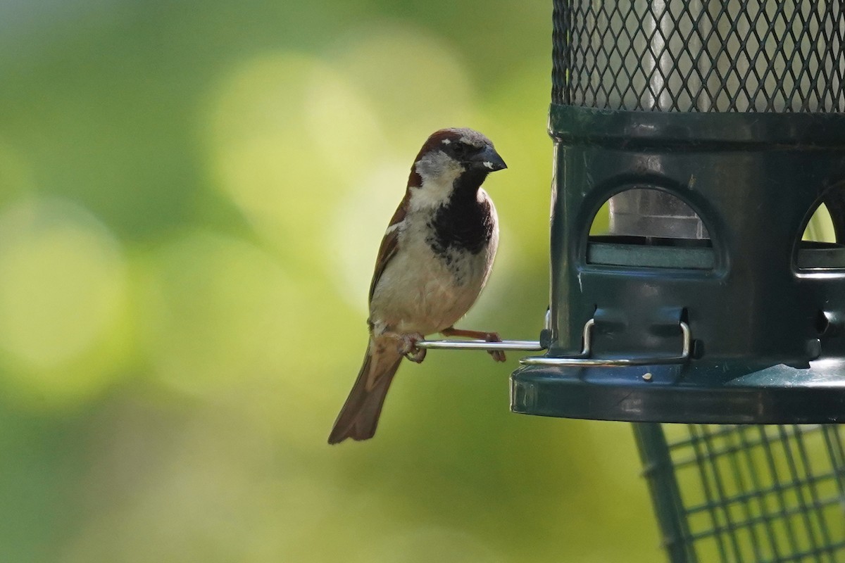 House Sparrow - ML580271901