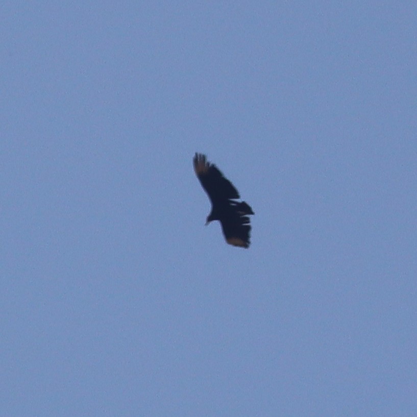 Black Vulture - ML580272151