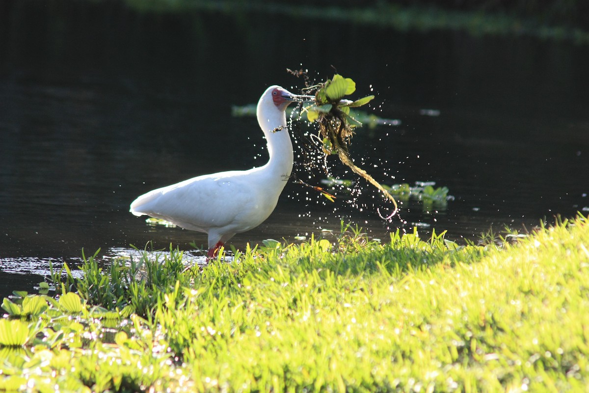 African Spoonbill - ML580273781