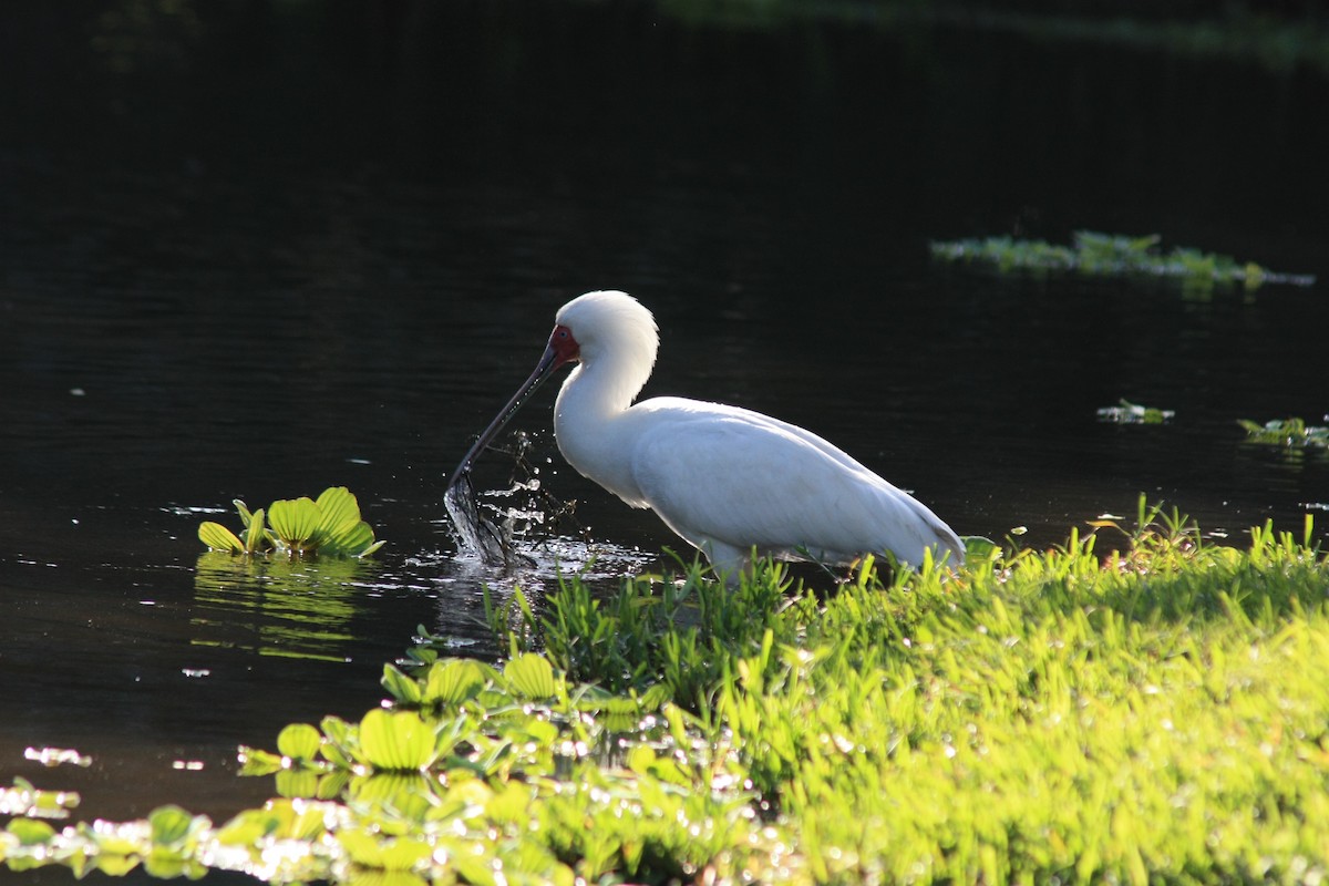 African Spoonbill - ML580273791