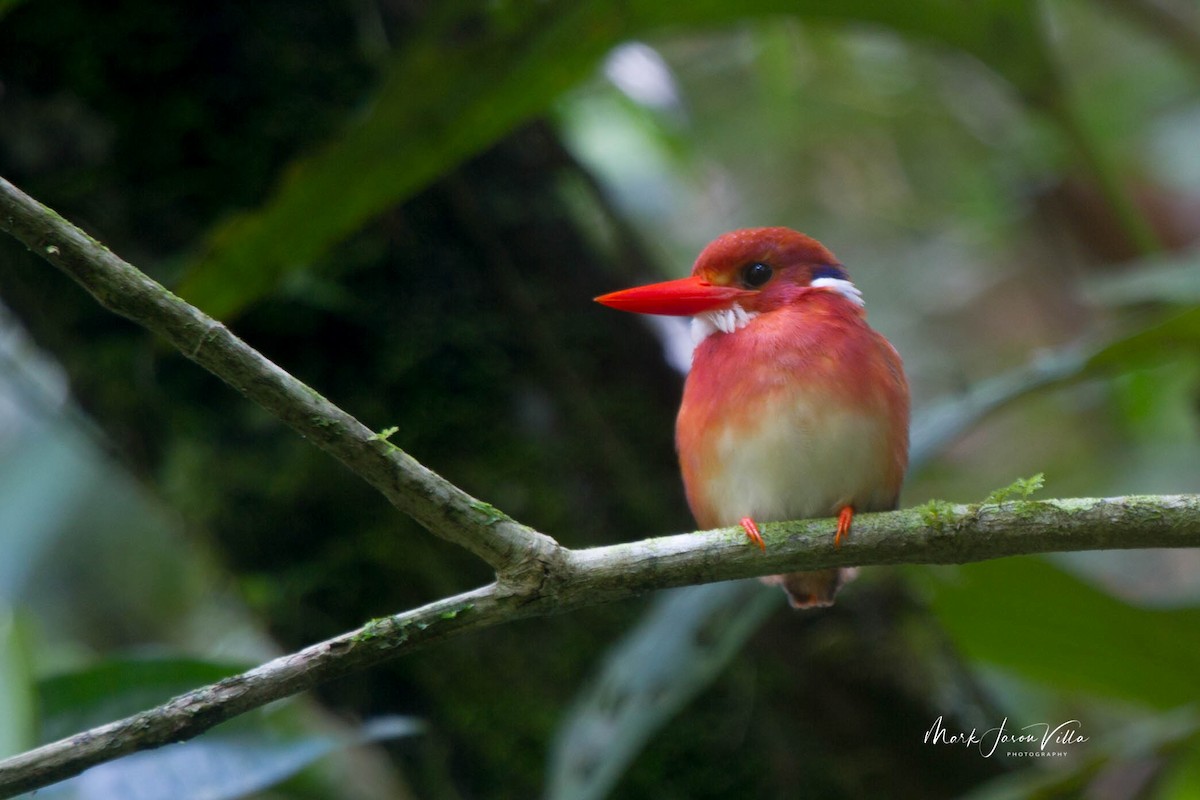 Philippine Dwarf-Kingfisher - Mark Villa