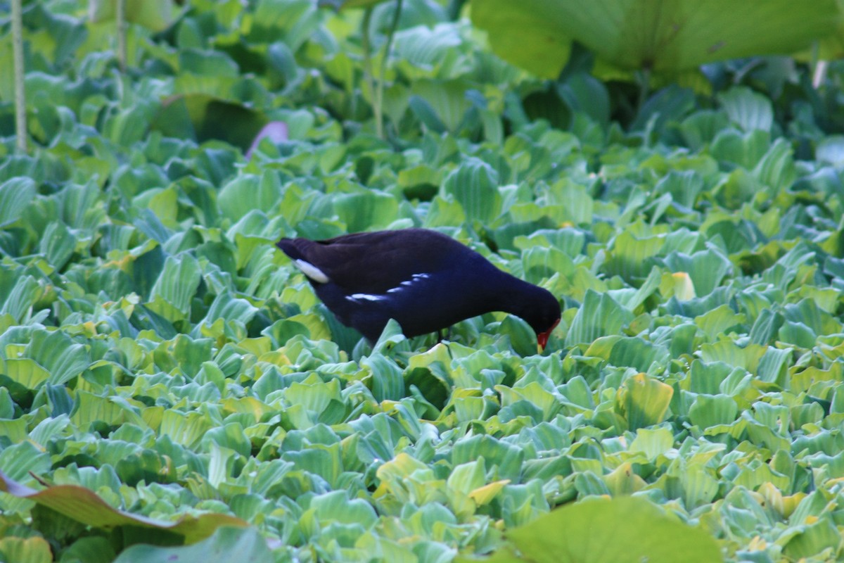 Eurasian Moorhen - ML580274001