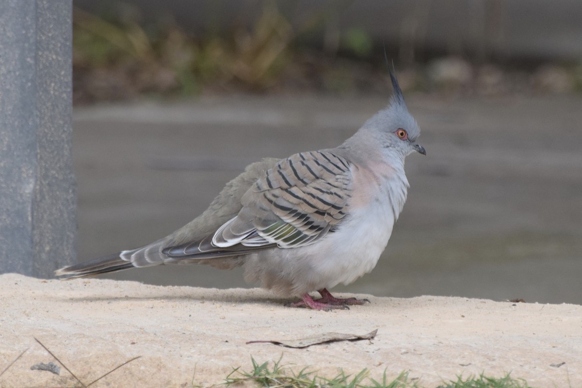 Crested Pigeon - ML580274571