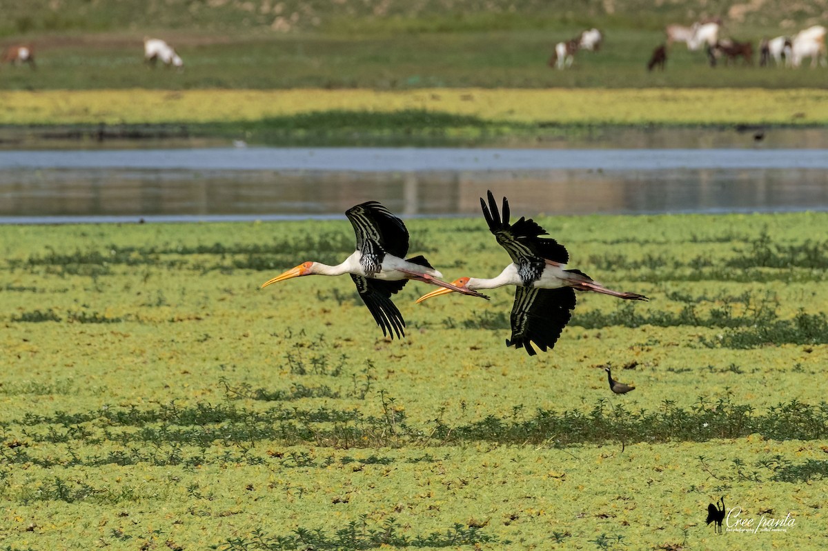 Painted Stork - Cree Panta