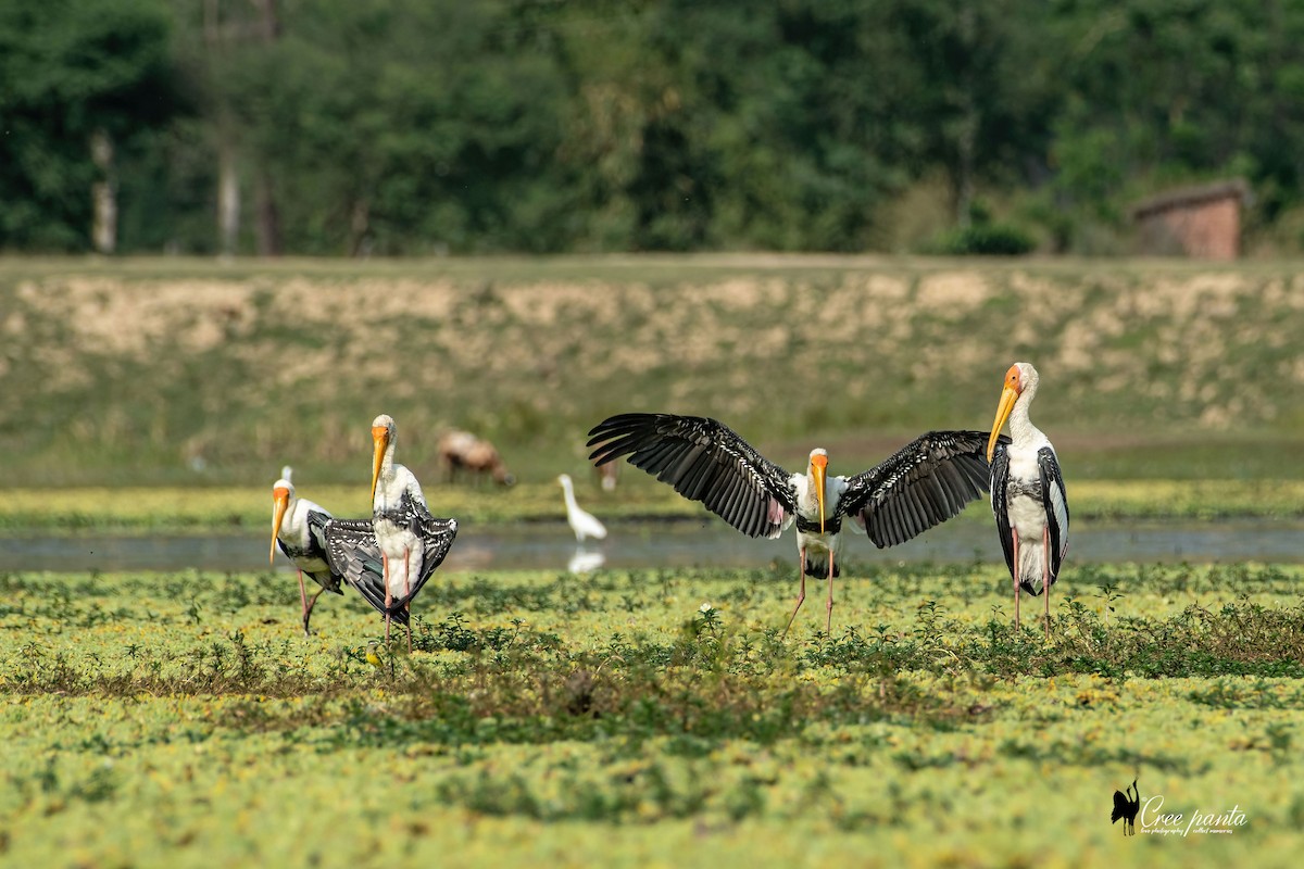 Painted Stork - ML580274931