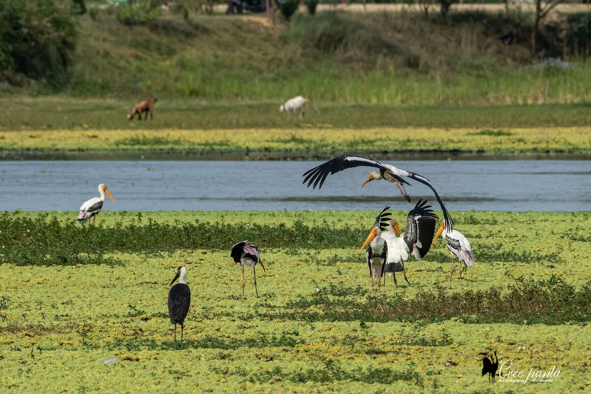 Painted Stork - Cree Panta