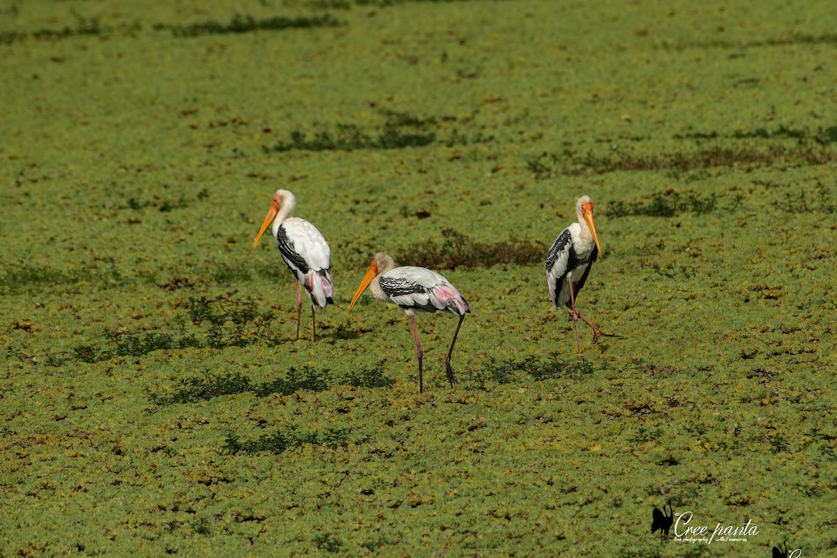 Painted Stork - ML580274961