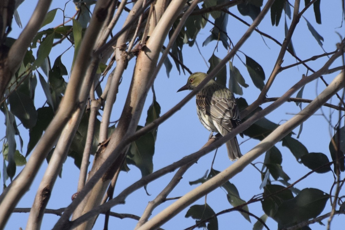 Olive-backed Oriole - ML580275041