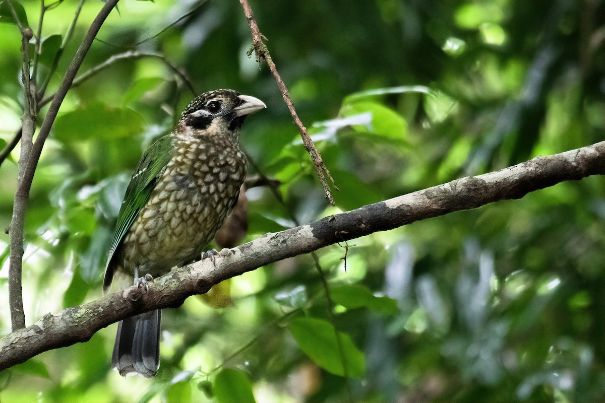 Spotted Catbird - ML580275371