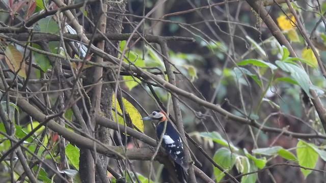 Crimson-naped Woodpecker - ML580275821