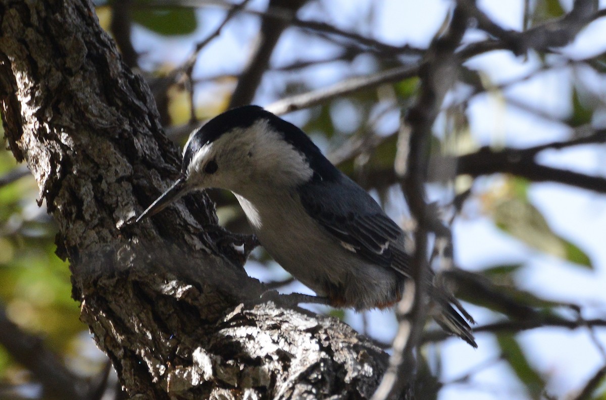 White-breasted Nuthatch - ML58027661