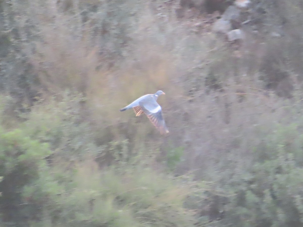 Common Wood-Pigeon - ML580277821