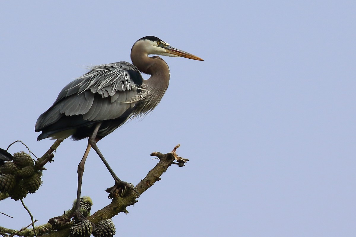 Great Blue Heron - ML580278351