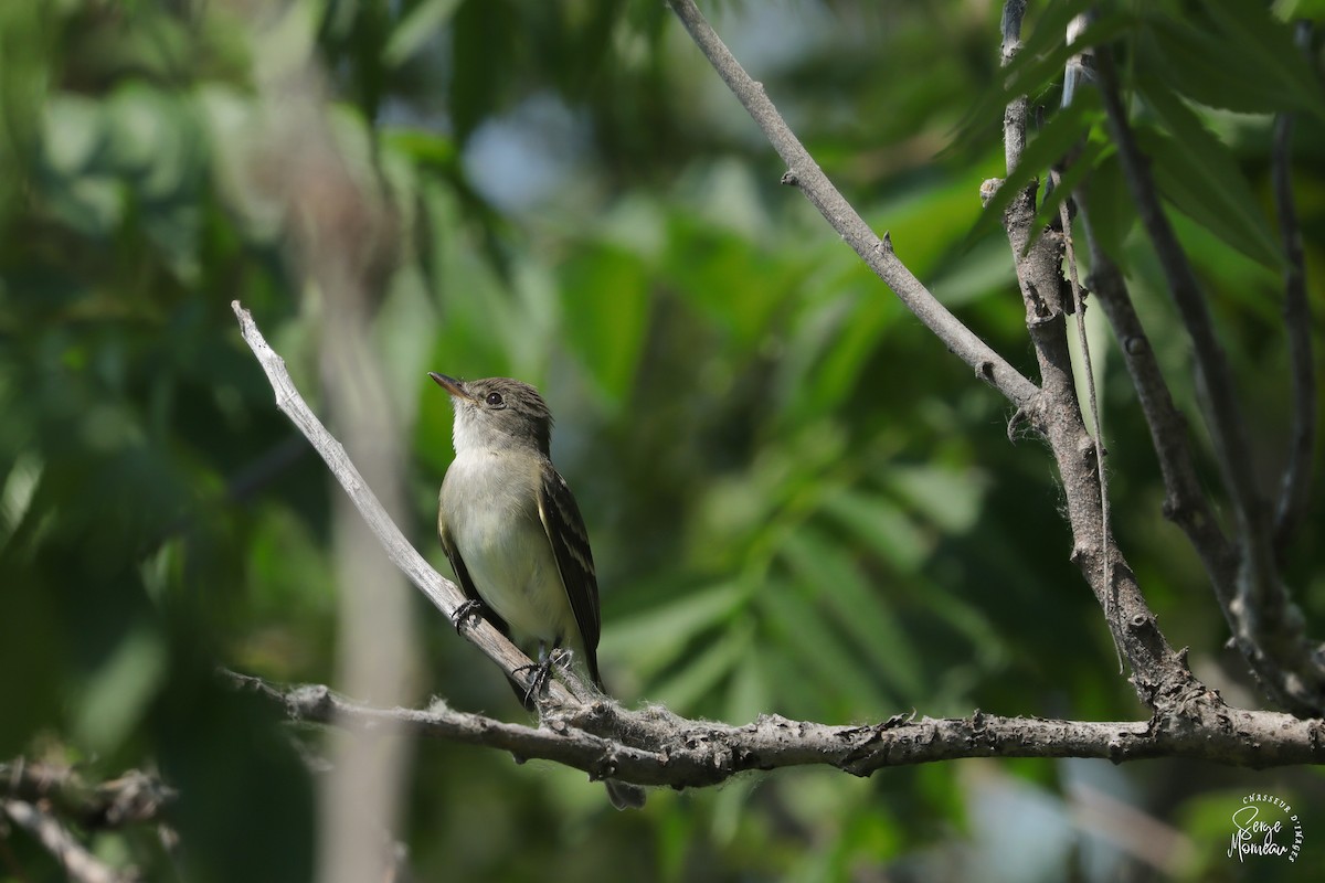 Willow Flycatcher - Serge Morneau