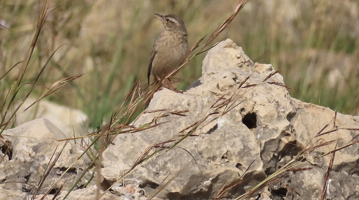 Long-billed Pipit - ML580278991