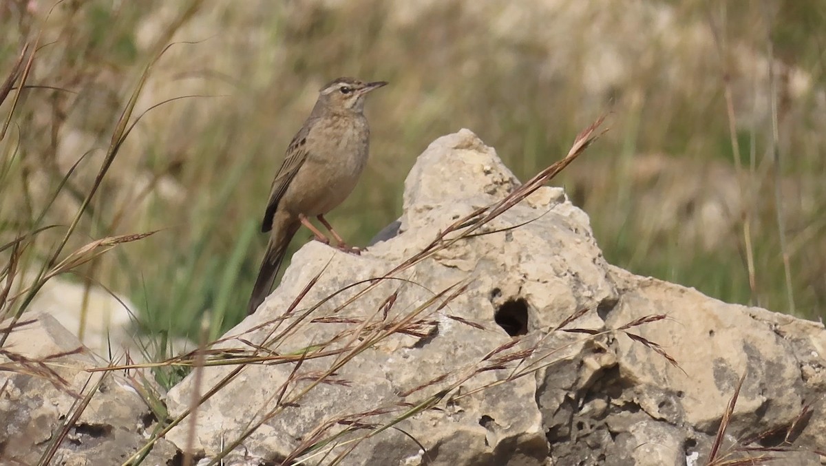 Long-billed Pipit - יוסף אלחדד