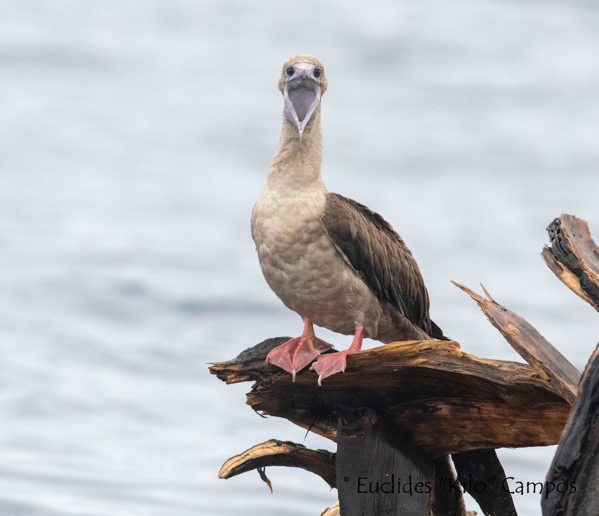 Red-footed Booby - ML580279701