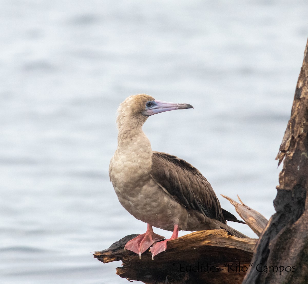 Red-footed Booby - ML580279711