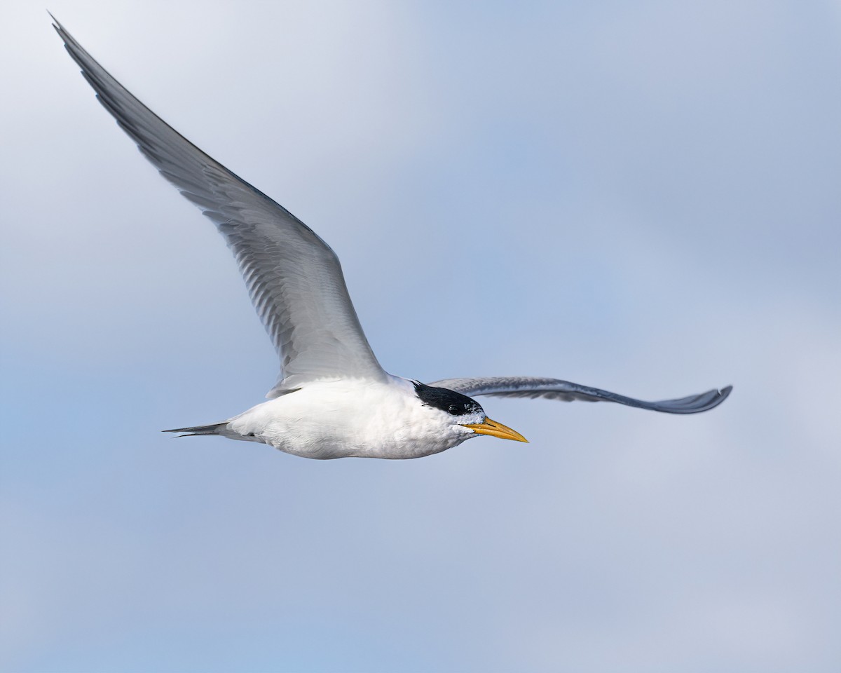 Great Crested Tern - ML580280171