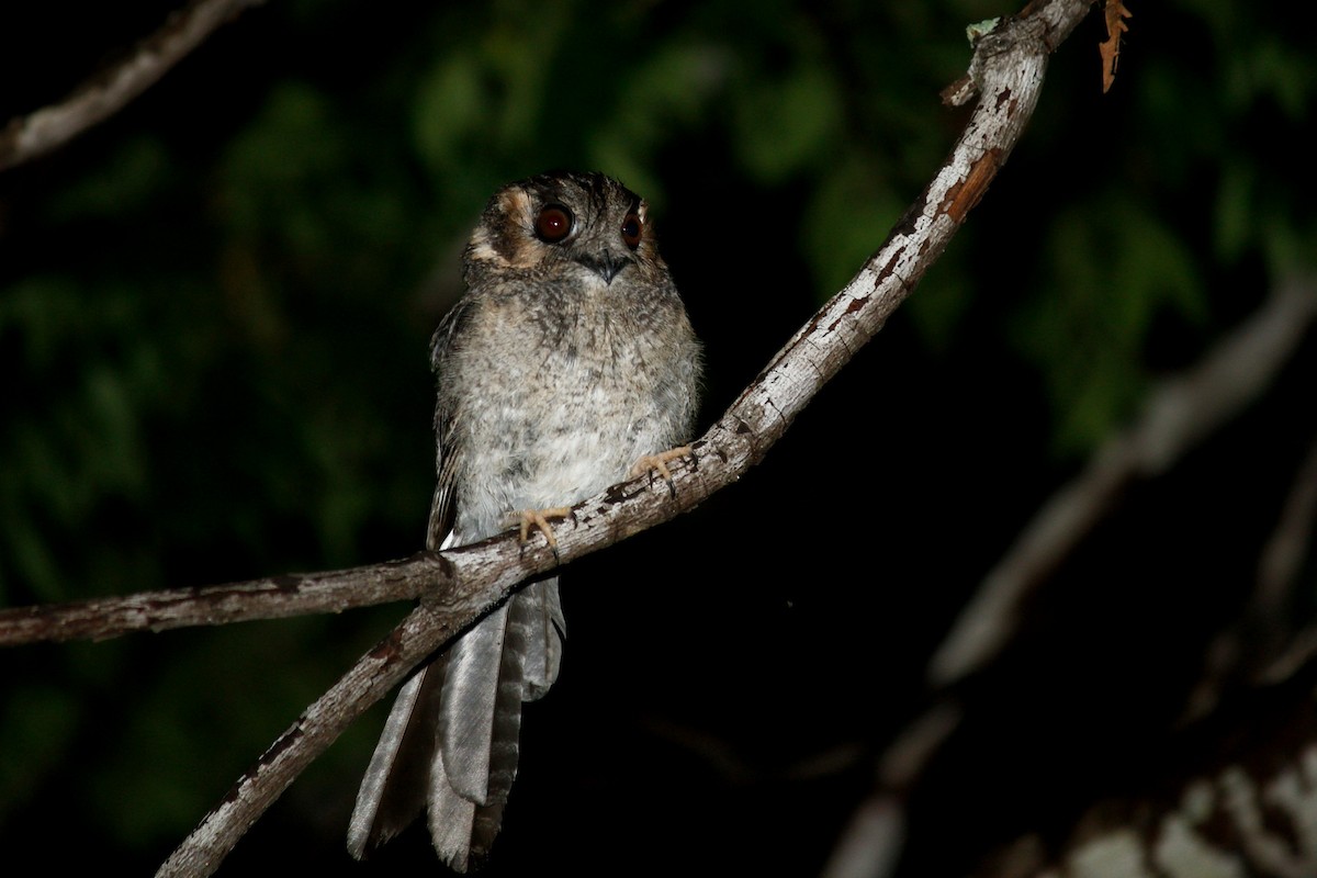Australian Owlet-nightjar - ML580281051