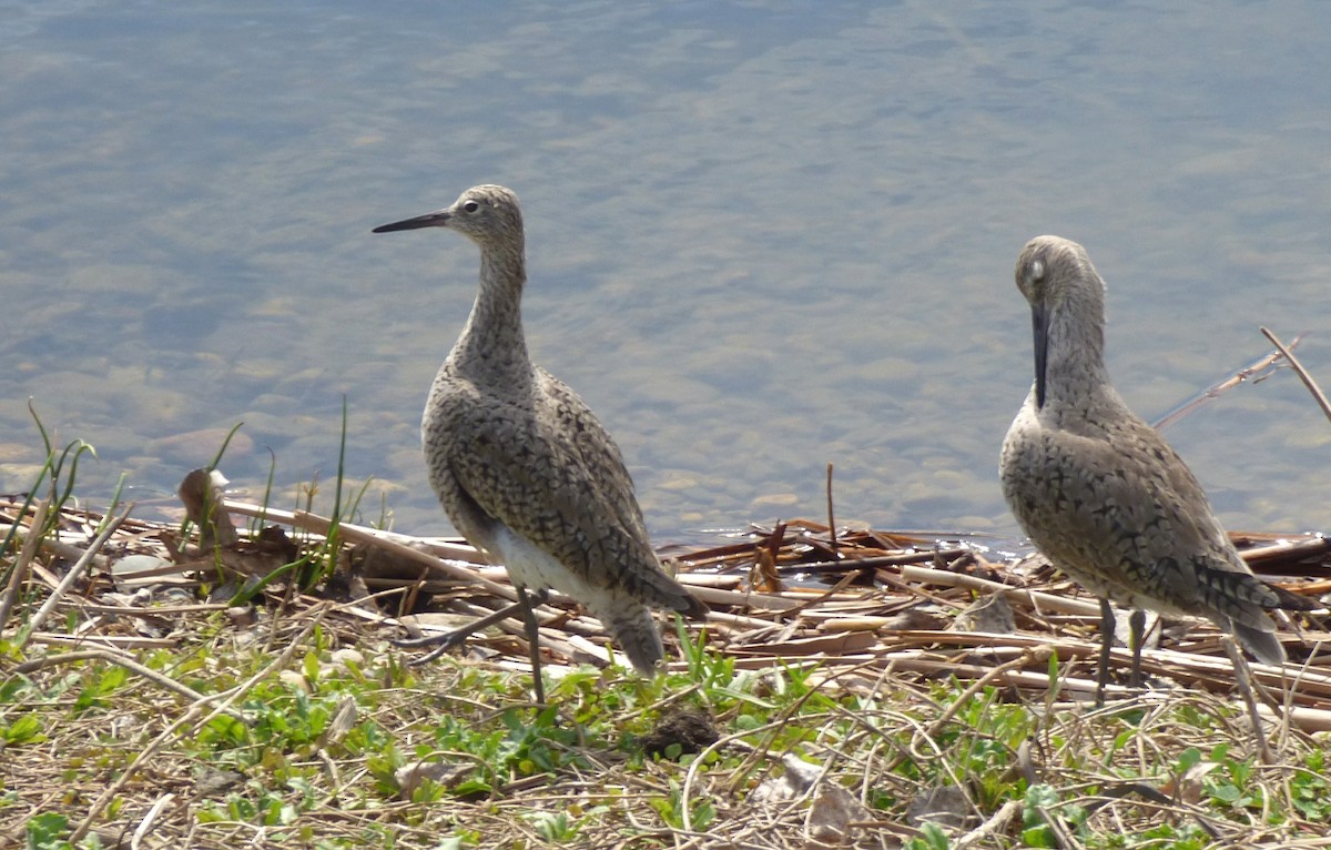 Willet - Laurie Koepke