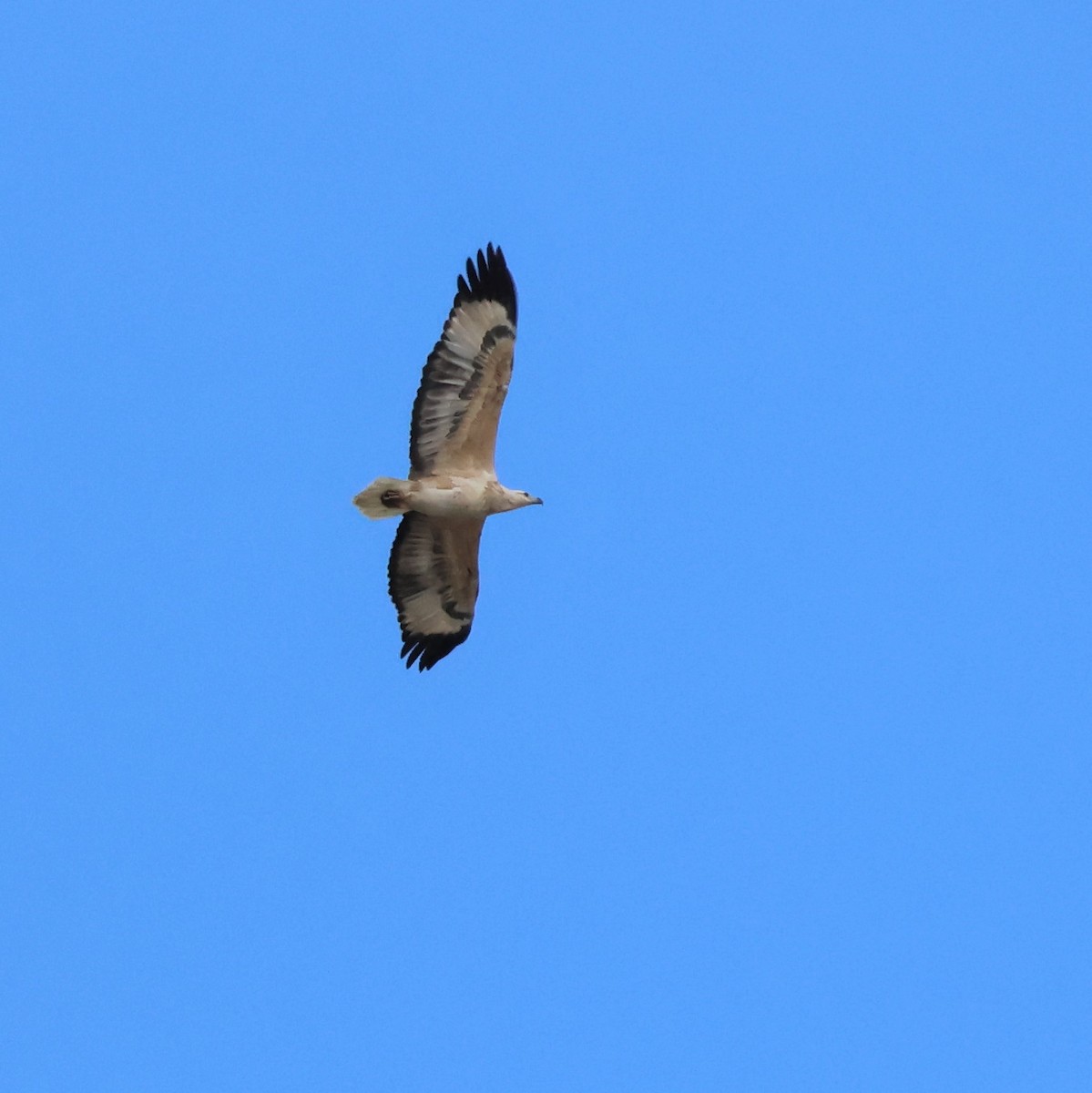 White-bellied Sea-Eagle - ML580281821