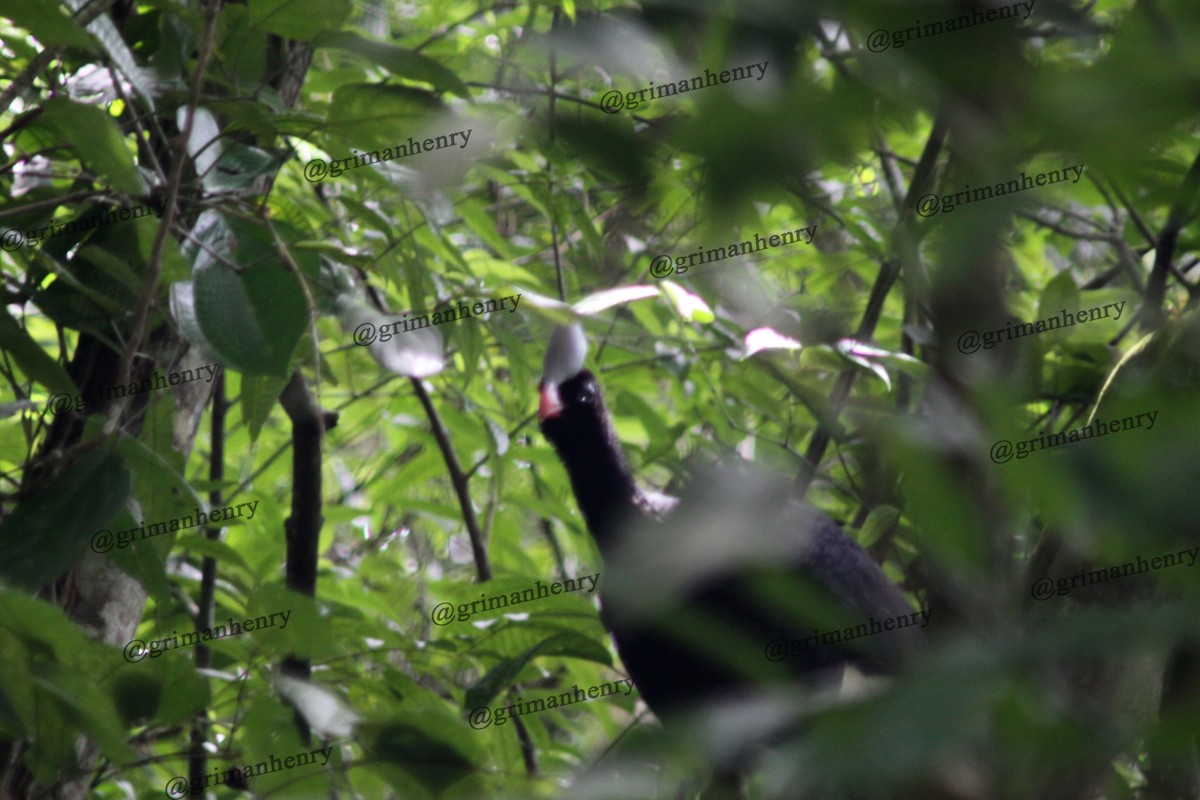 Helmeted Curassow - ML580281901