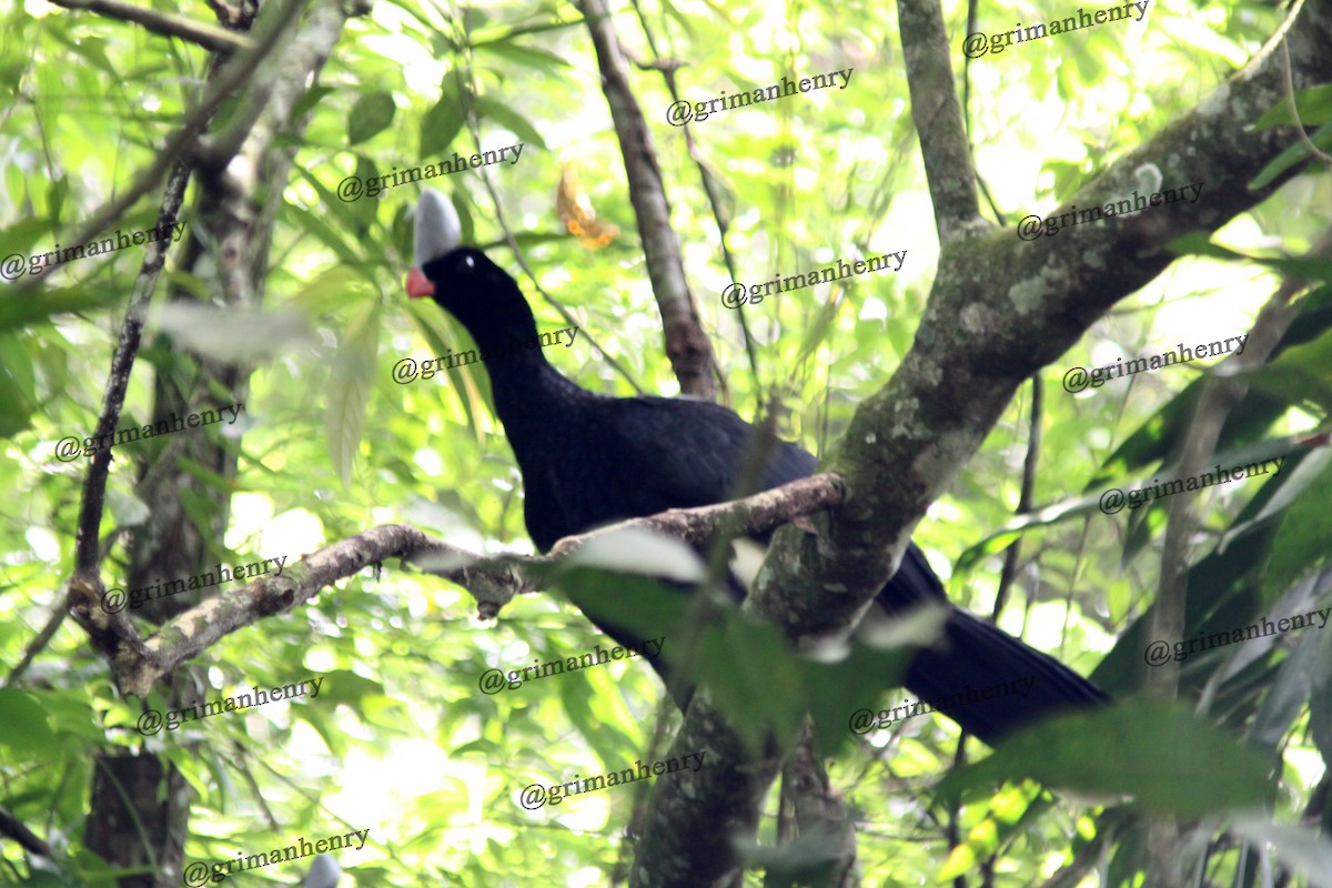 Helmeted Curassow - ML580281911