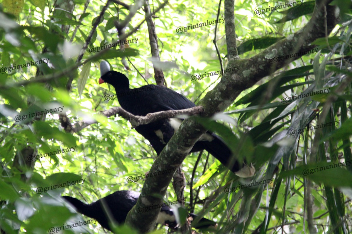 Helmeted Curassow - ML580281921