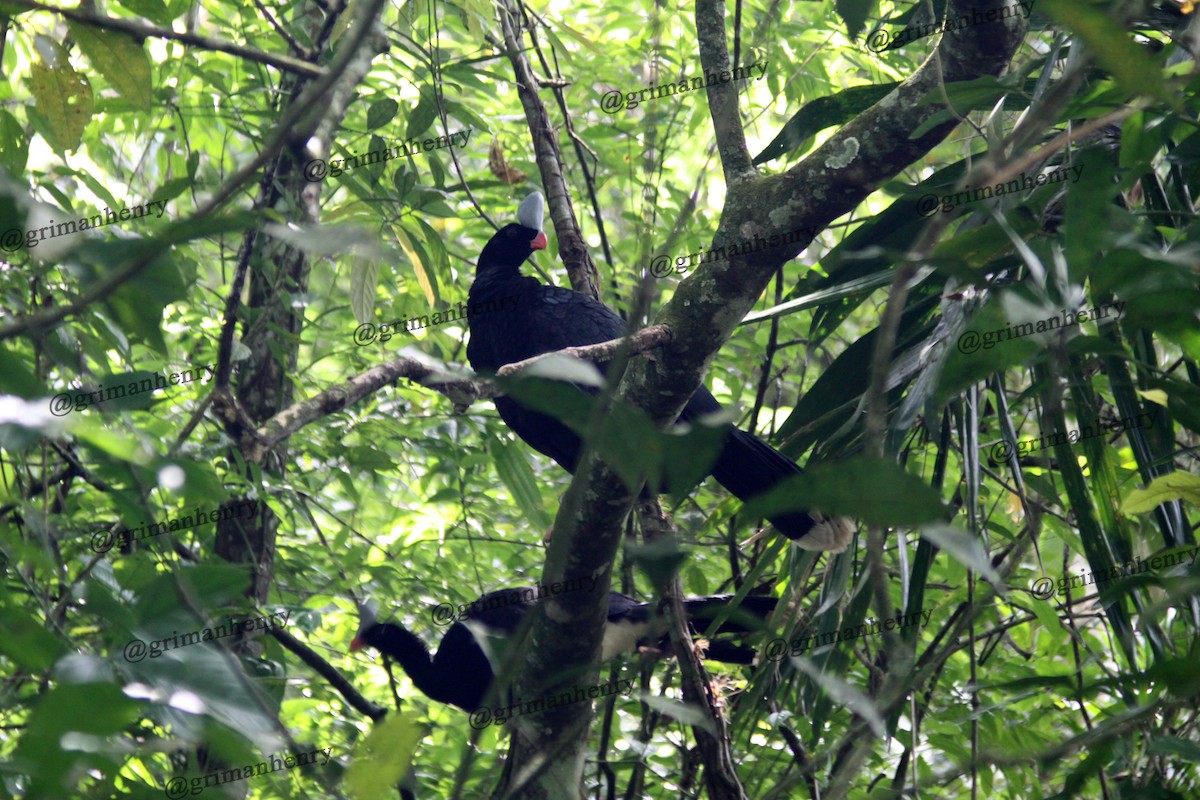 Helmeted Curassow - ML580281931