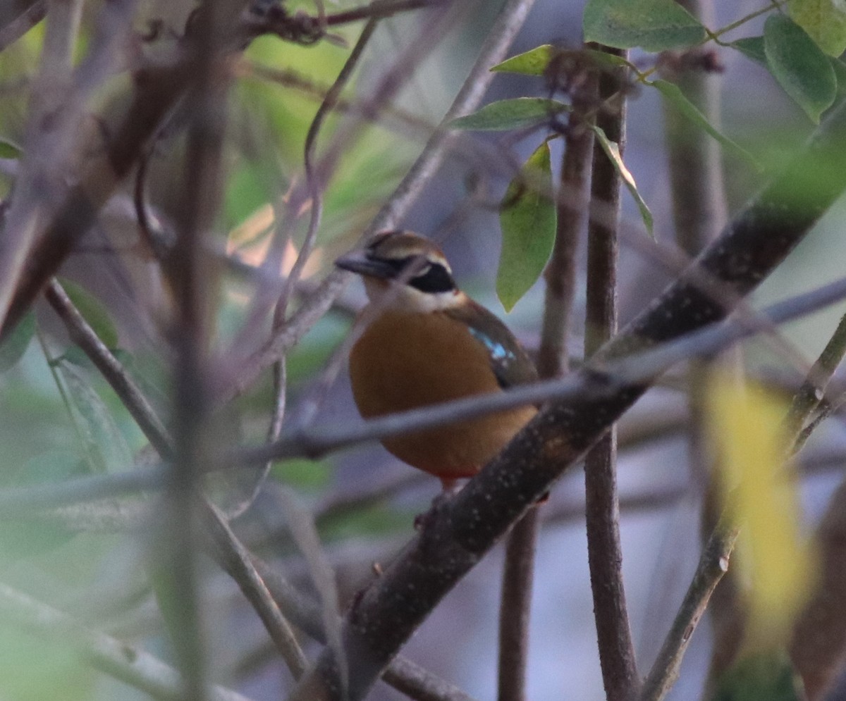 Indian Pitta - Afsar Nayakkan