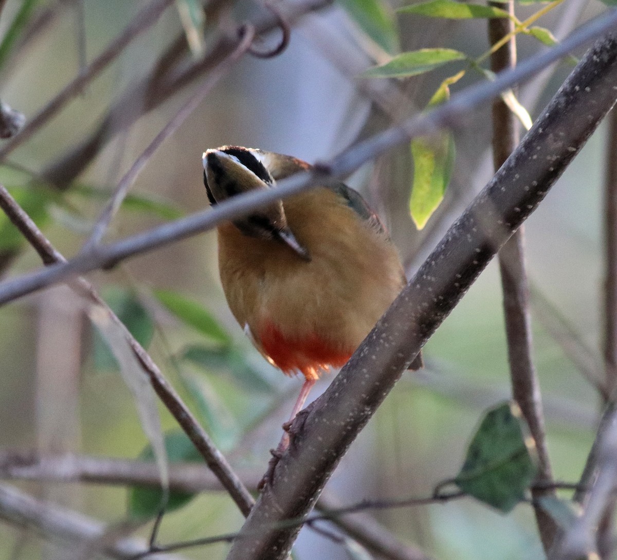 Indian Pitta - Afsar Nayakkan