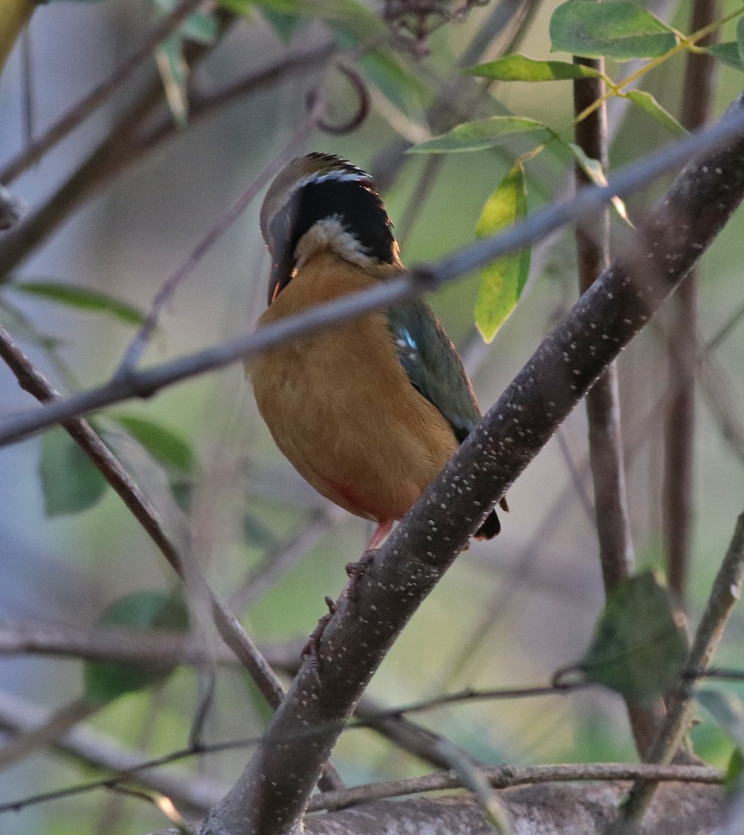 Indian Pitta - Afsar Nayakkan