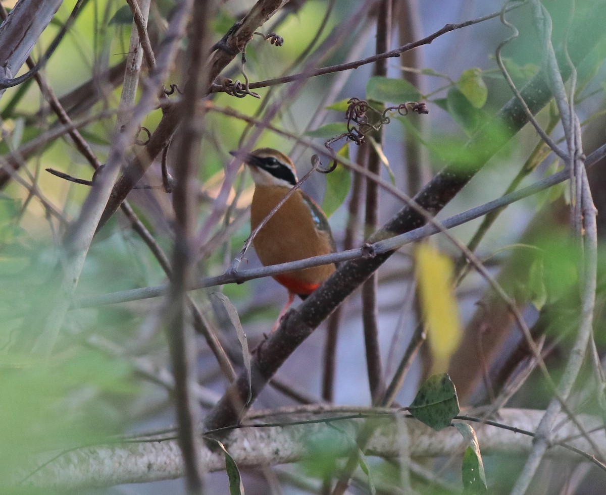 Indian Pitta - Afsar Nayakkan