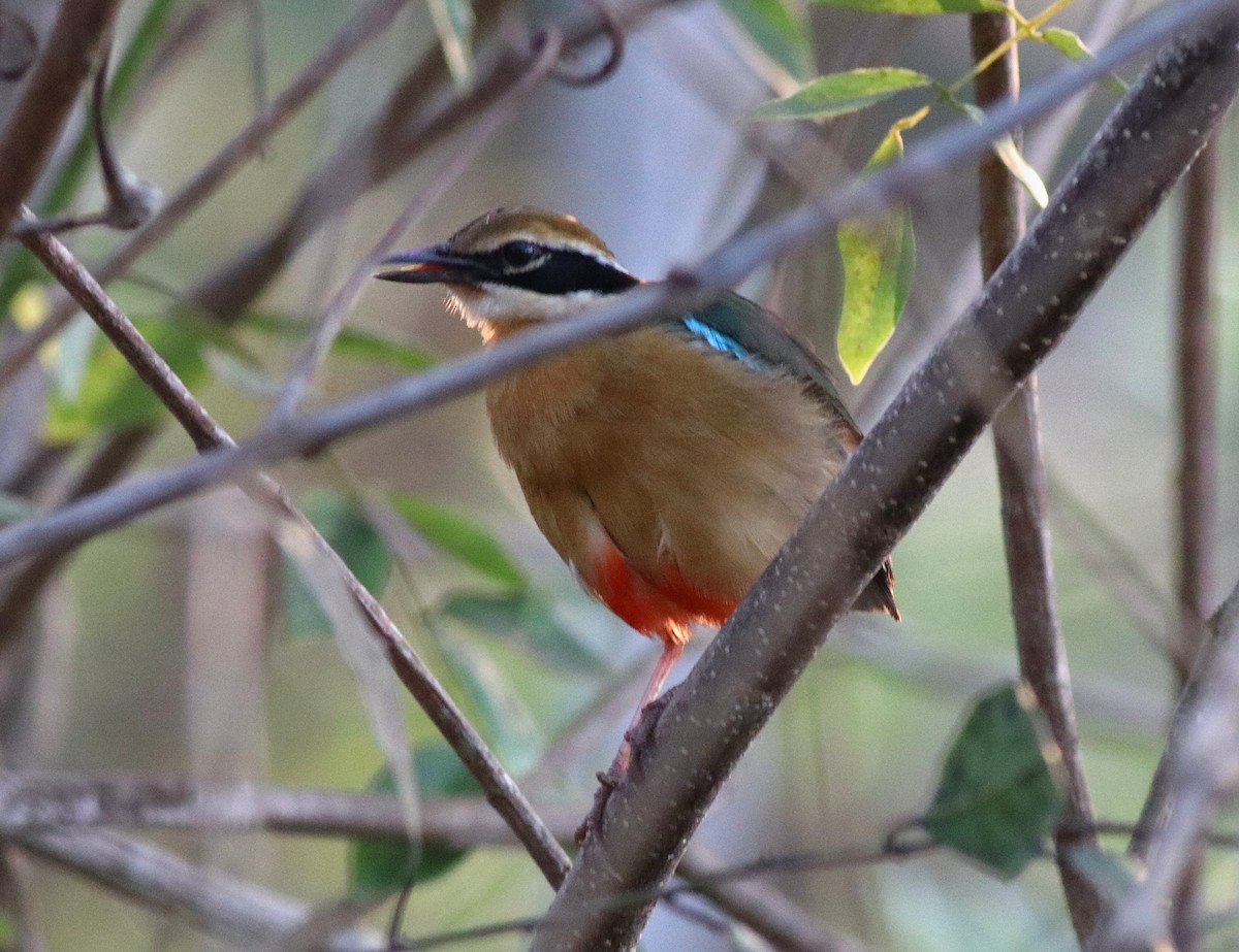 Indian Pitta - Afsar Nayakkan