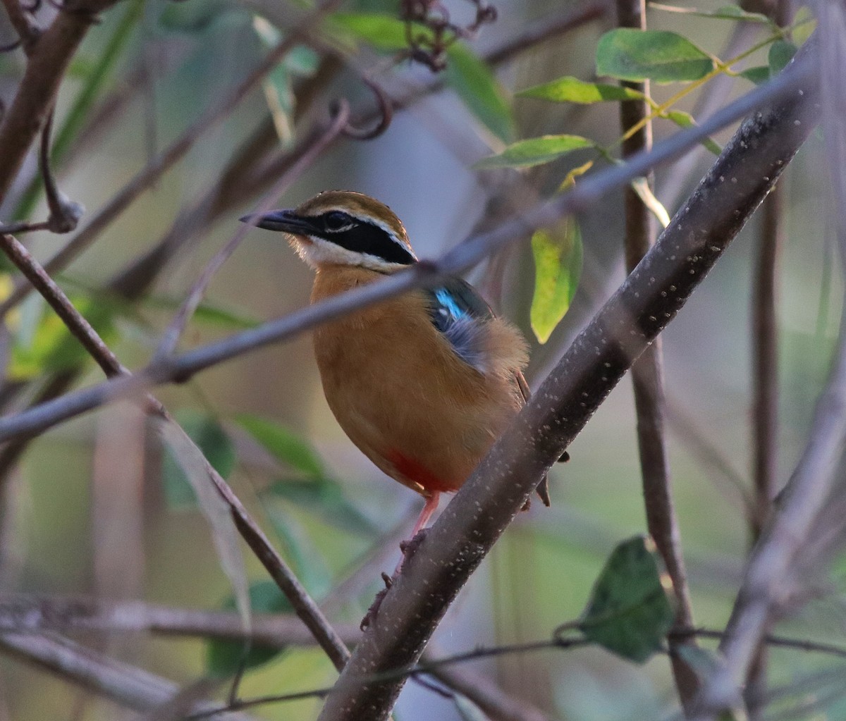 Indian Pitta - Afsar Nayakkan