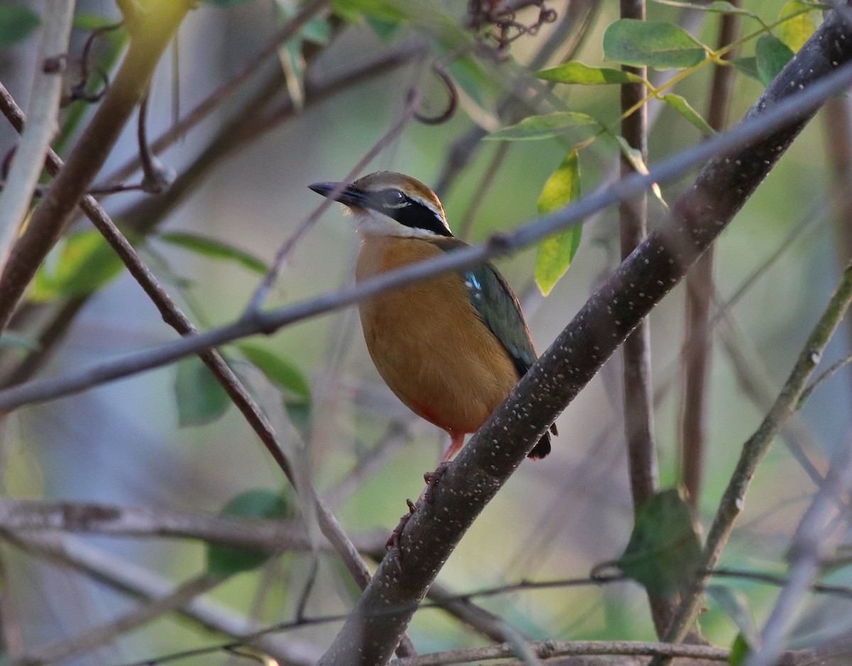 Indian Pitta - Afsar Nayakkan