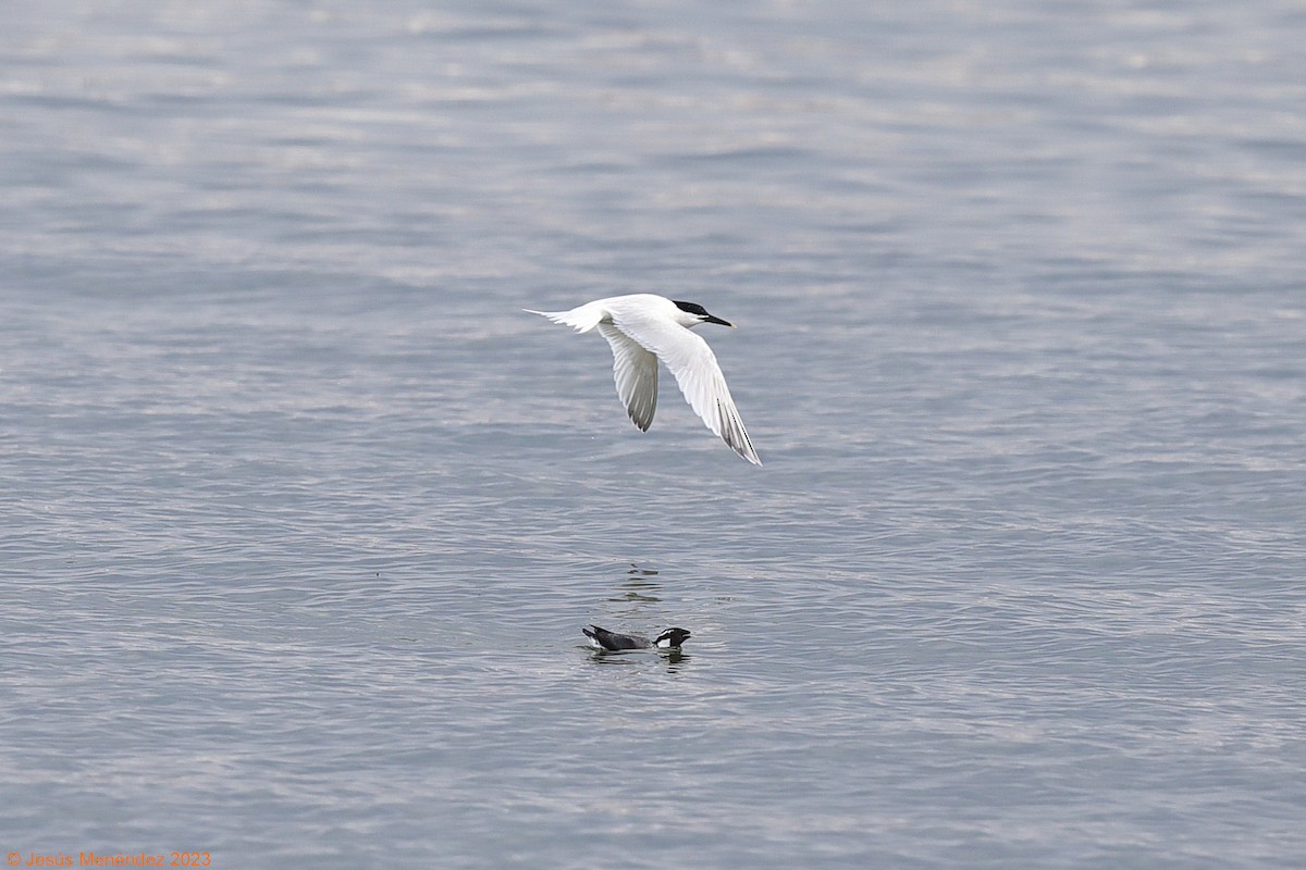 Ancient Murrelet - Jesús Menéndez