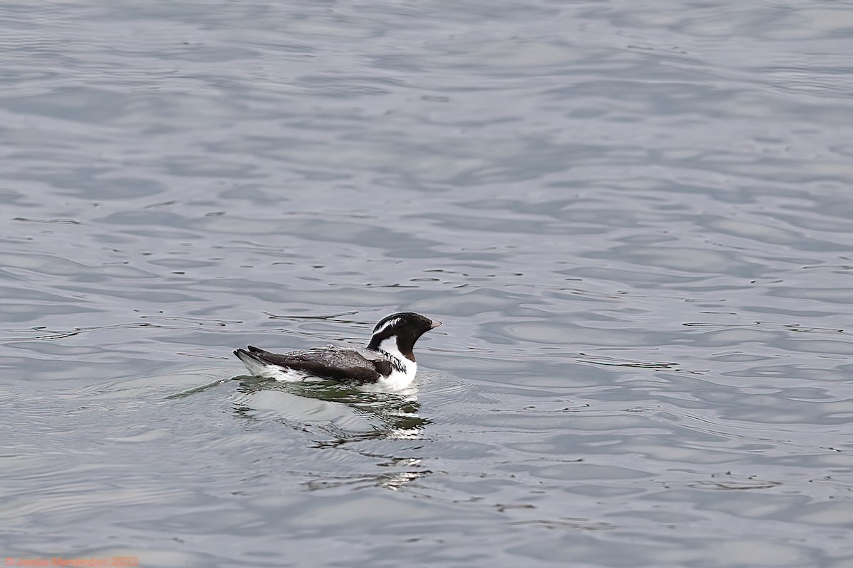 Ancient Murrelet - ML580284101