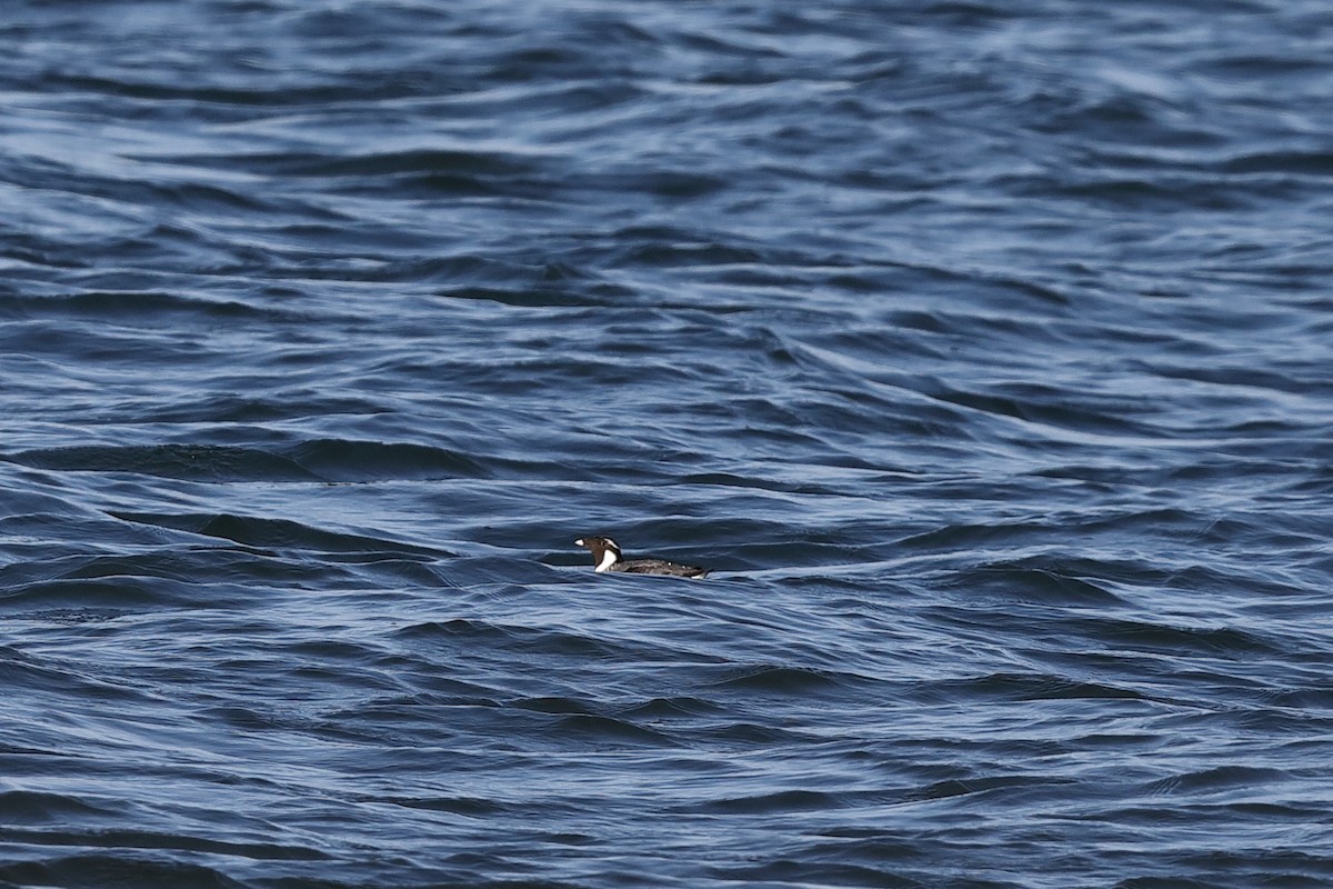 Ancient Murrelet - ML580284691