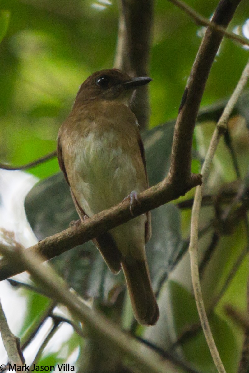 Negros Jungle Flycatcher - ML580284881