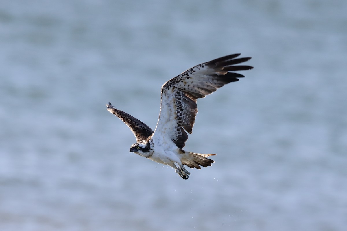 Osprey - ML580284941