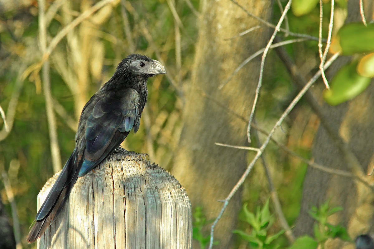 Groove-billed Ani - ML58028621