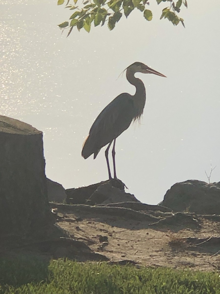 Great Blue Heron - ML580287441