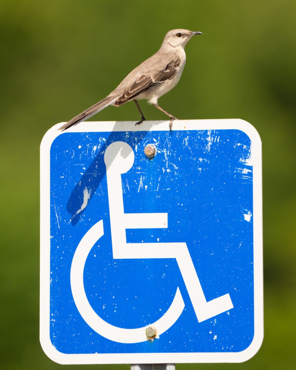 Northern Mockingbird - ML580288961