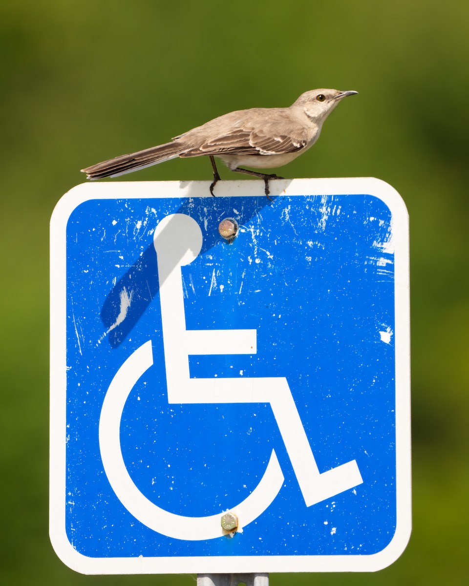 Northern Mockingbird - ML580288971